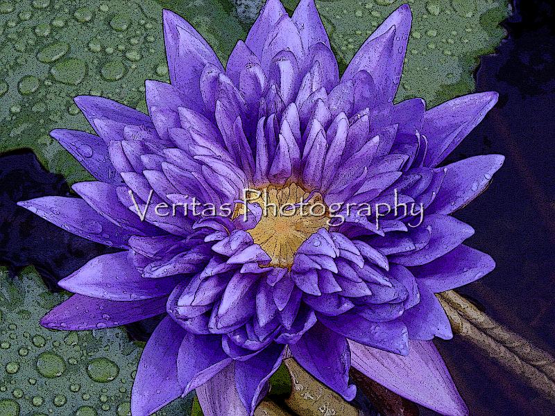 Flowers 020.jpg